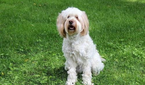 白色吃瓜狗,揭秘宠物界的独特风采