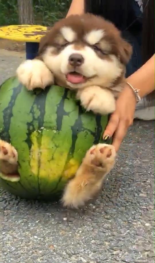 白色吃瓜狗,揭秘宠物界的独特风采  第3张