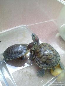 尼加拉瓜吃乌龟,乌龟美食文化探秘 第2张 尼加拉瓜吃乌龟,乌龟美食文化探秘 第2张