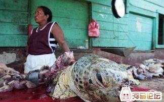 尼加拉瓜吃乌龟,乌龟美食文化探秘 第3张 尼加拉瓜吃乌龟,乌龟美食文化探秘 第3张
