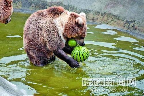 动物打架吃瓜,打架现场，吃瓜群众围观