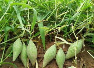 地梢瓜做菜吃,家常菜中的清新之选