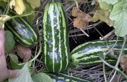 地梢瓜做菜吃,家常菜中的清新之选  第2张