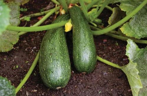 秋天吃瓜啥意思,探寻秋天的独特美味