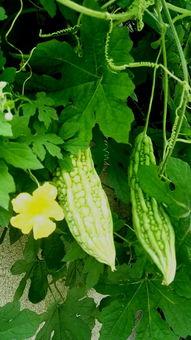 吃瓜就吃好瓜,尽享“吃瓜就吃好瓜”的夏日盛宴  第3张