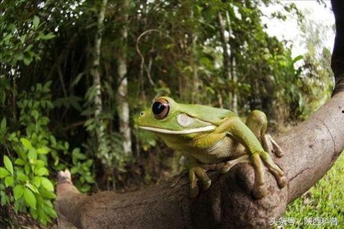 吃瓜蛙视频,揭秘娱乐圈幕后故事  第2张