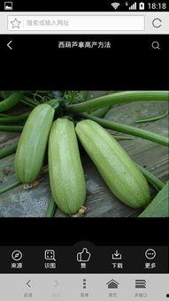 非羽吃瓜是什么,网络热词背后的文化现象  第3张