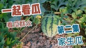 购买吃瓜图片真实,尽享美味吃瓜时光  第1张