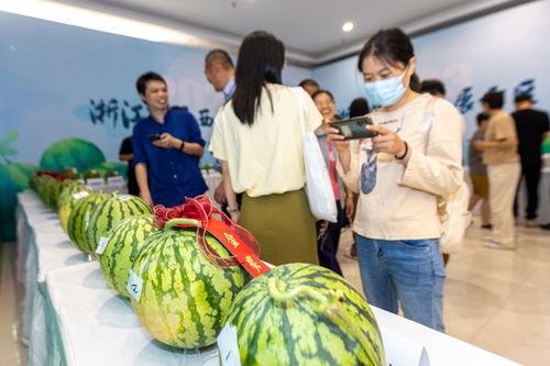 浙江吃瓜男女,揭秘网络热词背后的社交现象