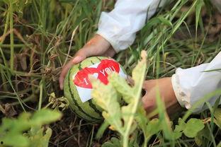 浙江吃瓜男女,揭秘网络热词背后的社交现象  第2张