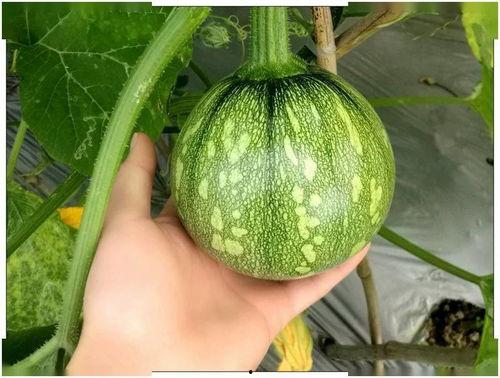 上海金融圈吃瓜,一场吃瓜盛宴背后的风云变幻