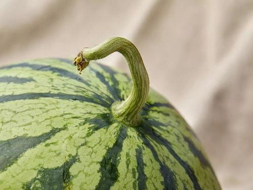 上海金融圈吃瓜,一场吃瓜盛宴背后的风云变幻  第2张