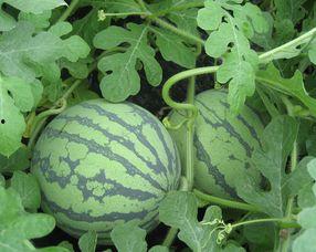 孕妇可以吃虎瓜么,孕妇可食用虎瓜吗？安全性与营养分析  第3张