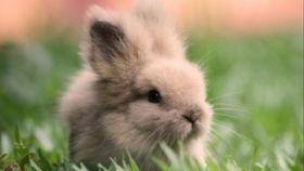 兔子会吃瓜吗,探究兔子是否会食用瓜类植物