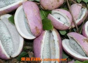 恩施网红吃瓜,揭秘背后真相与网络舆论风暴