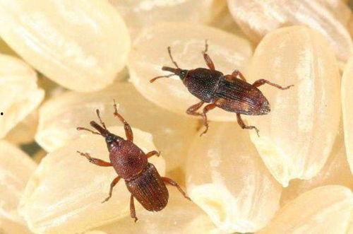 吃瓜虫子视频下载,轻松获取热门内容攻略