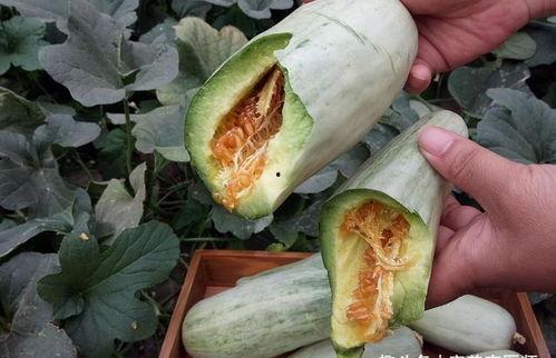 哈密瓜的瓜壳还可以咋吃,哈密瓜瓜壳的创意食用新法探索