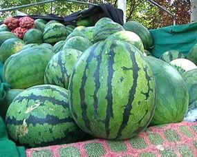 文安吃瓜哪里可以观看,揭秘观看指南