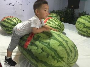 吃瓜群众喊666,揭秘网络热词背后的文化现象