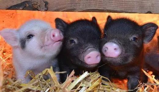 迷你猪吃哈密瓜,甜蜜邂逅