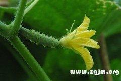 梦见孕妇吃小瓜,孕妇品尝小瓜的神秘寓意