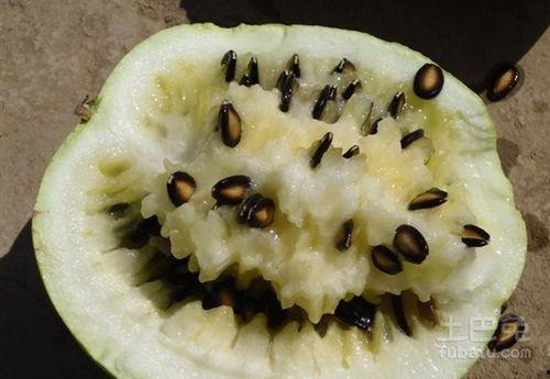 梦见吃籽瓜很甜,揭秘吃籽瓜的甜蜜梦境