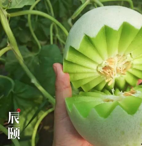 玉茹蜜瓜宝宝可以吃吗