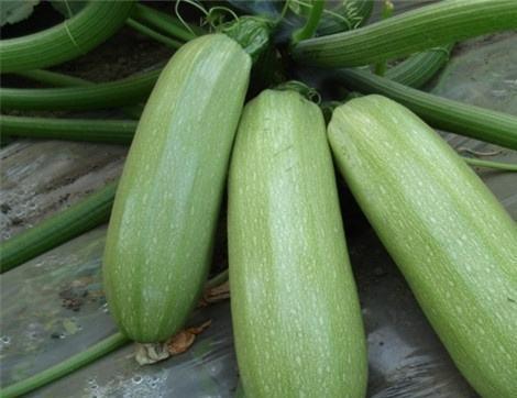 吃司瓜有什么好处