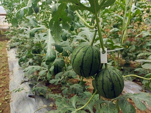 五一吃瓜今日吃瓜每日大瓜,每日大瓜盘点，揭秘娱乐圈热点事件