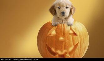 小狗吃瓜图片大全,小狗吃瓜萌态瞬间大盘点