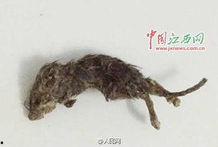 死老鼠吃瓜,揭示生态链中的惊人秘密