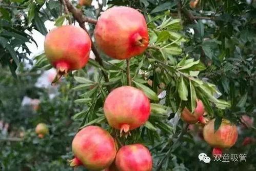 石榴熟了吃瓜事件,吃瓜群众热议事件真相