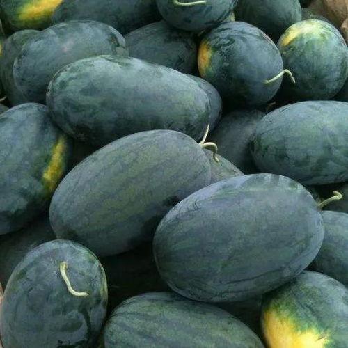 bp花卉吃瓜,揭秘植物界的“吃瓜群众”