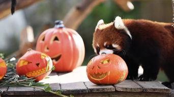 动物吃瓜图片大全图片,动物们的美食探索之旅