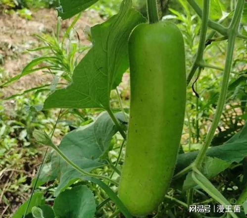 开个坑吃瓜的,吃瓜群众围观大戏