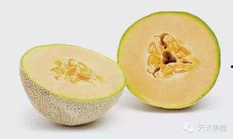 高血压吃梨瓜,梨瓜食疗助降压