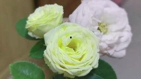 道具吃瓜兔兔,揭秘神秘道具的神奇力量